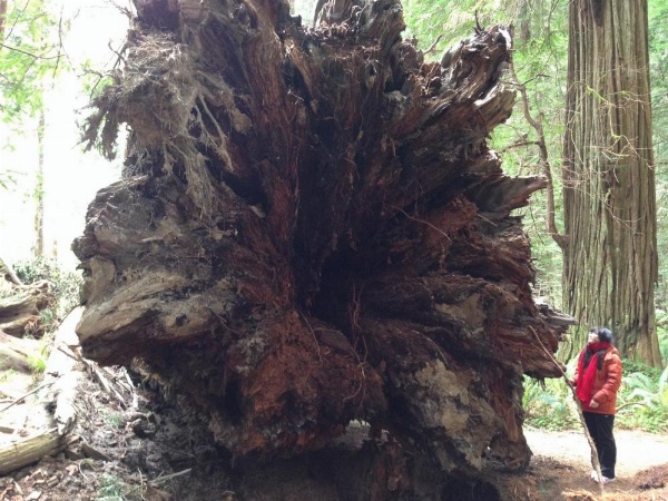 Redwood Inn image 17