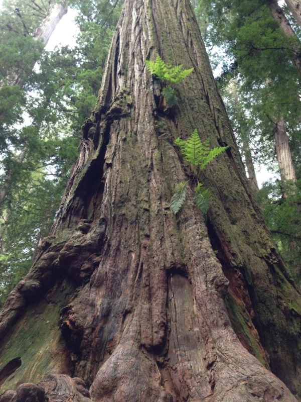 Redwood Inn image 18