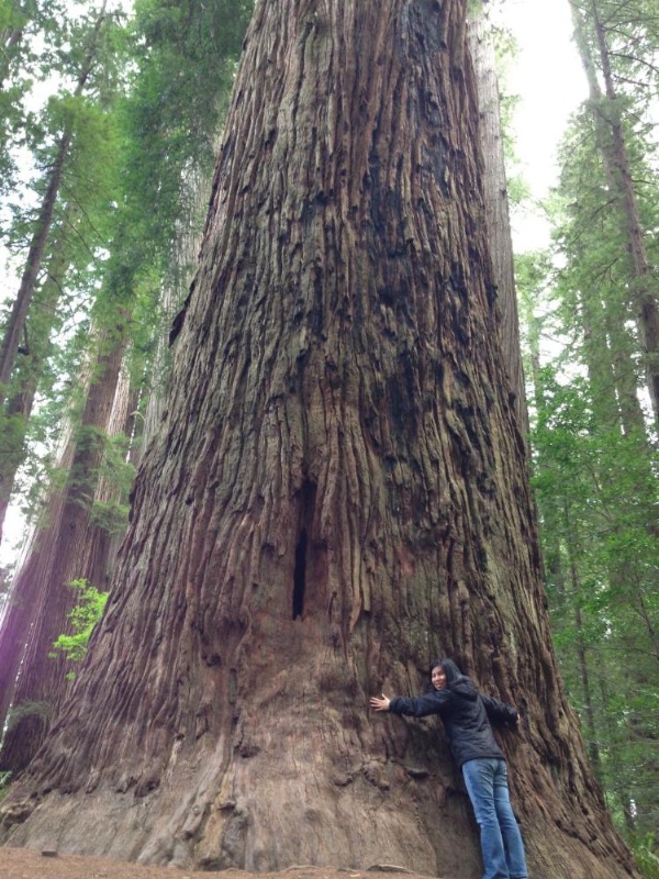 Redwood Inn image 19